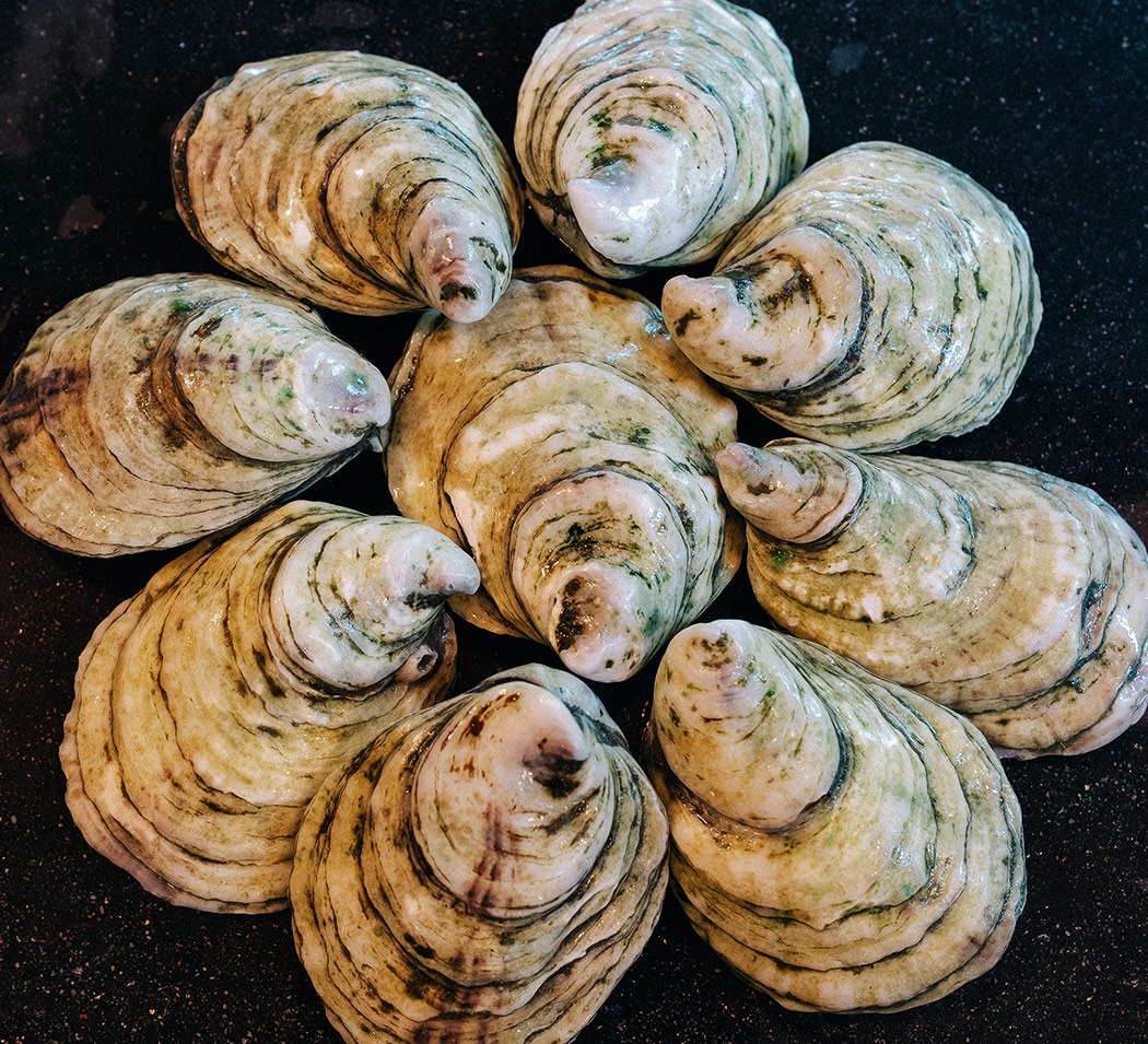Maine Ocean Farms high quality maine grown oysters in shell